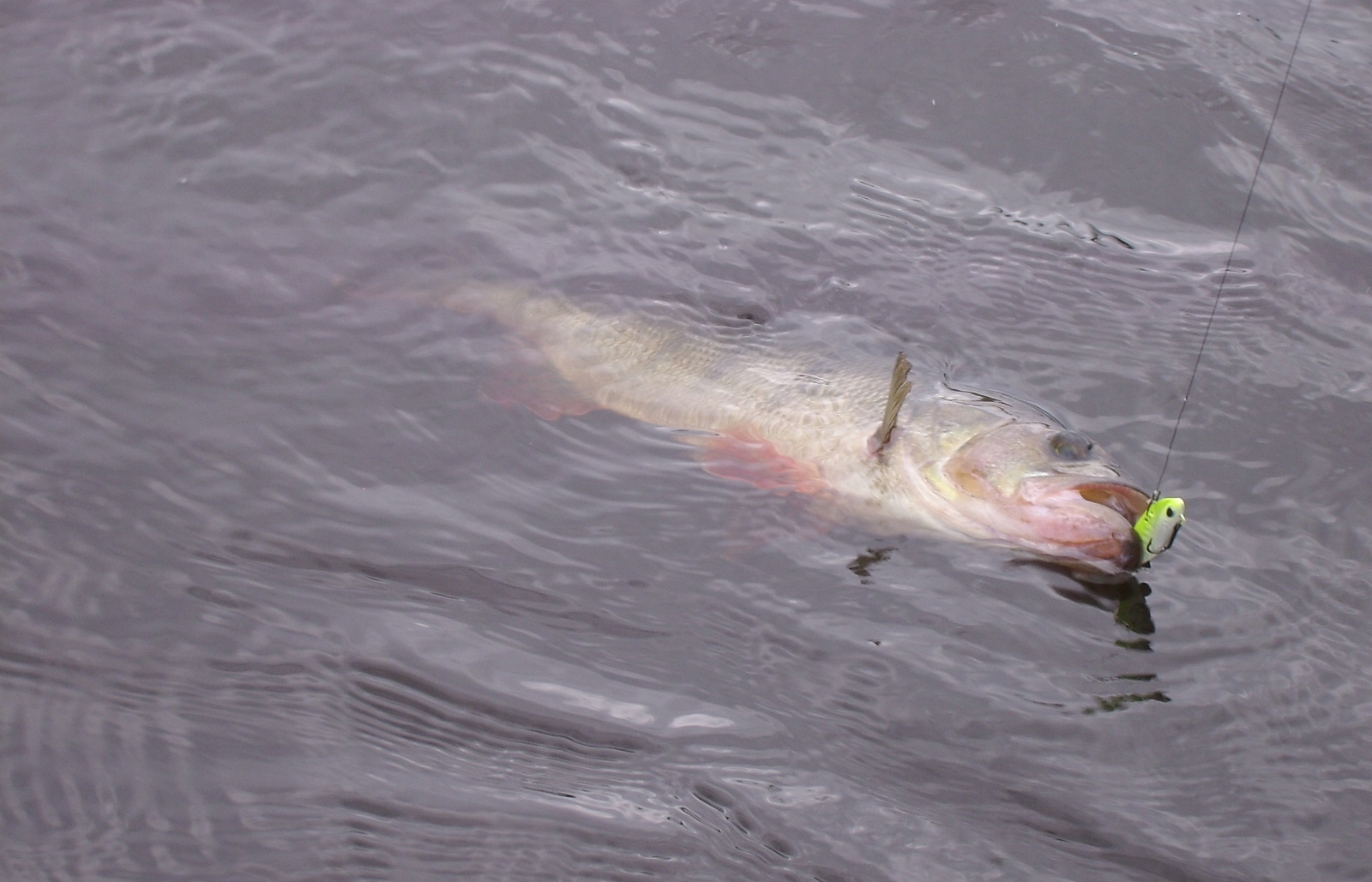 Spinmad UKLEJKA 2,5 g kolor 0312 Marka Spin-Mad