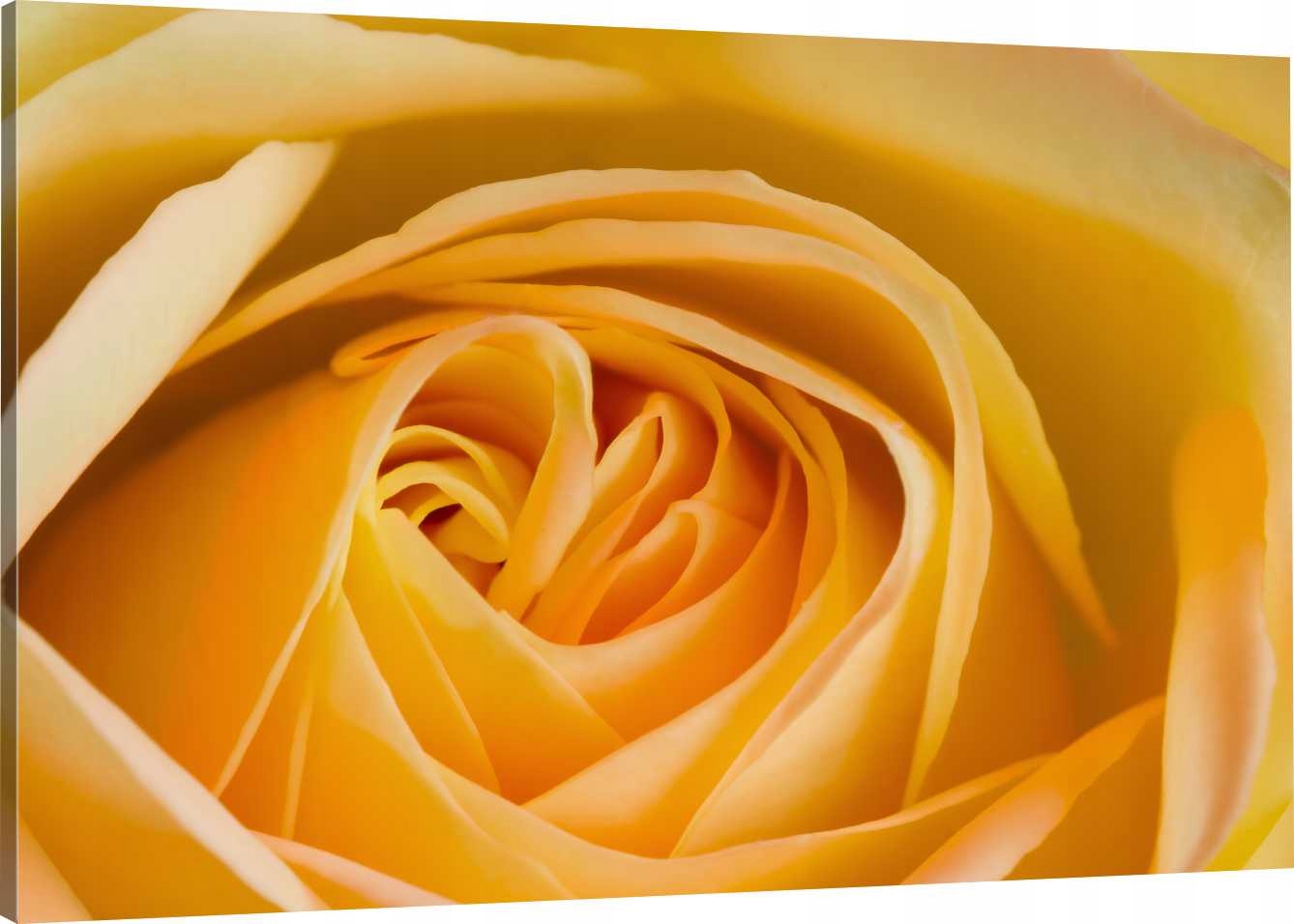 

Obraz Na Płótnie Pomarańczowa Róża 110x70 800 Wz