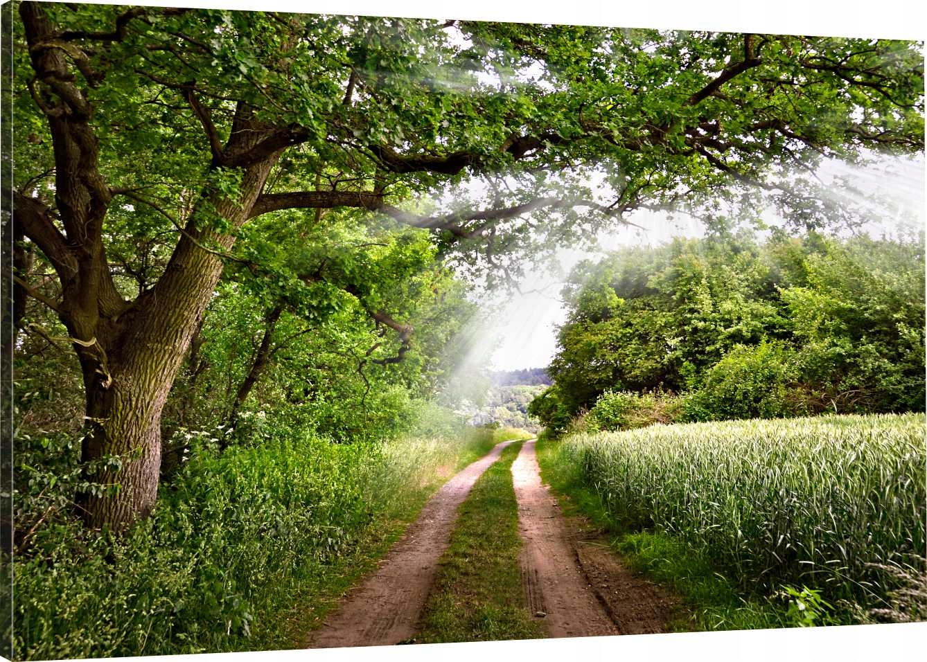 

Obraz Na Płótnie Natura Droga Zieleń 120x80 980 Wz