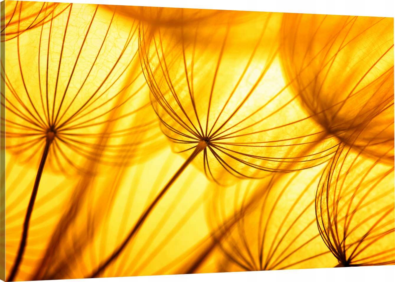 

Obraz Na Płótnie Dmuchawce Słońce 100x70 800 Wz