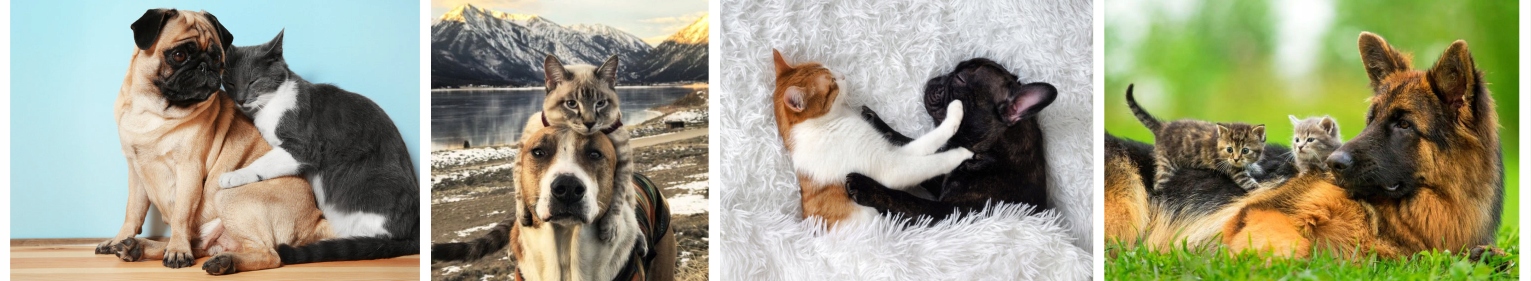 Ogrodzenie dla psa pastuch NOWOŚĆ zestaw S do 100m Marka Pomelac