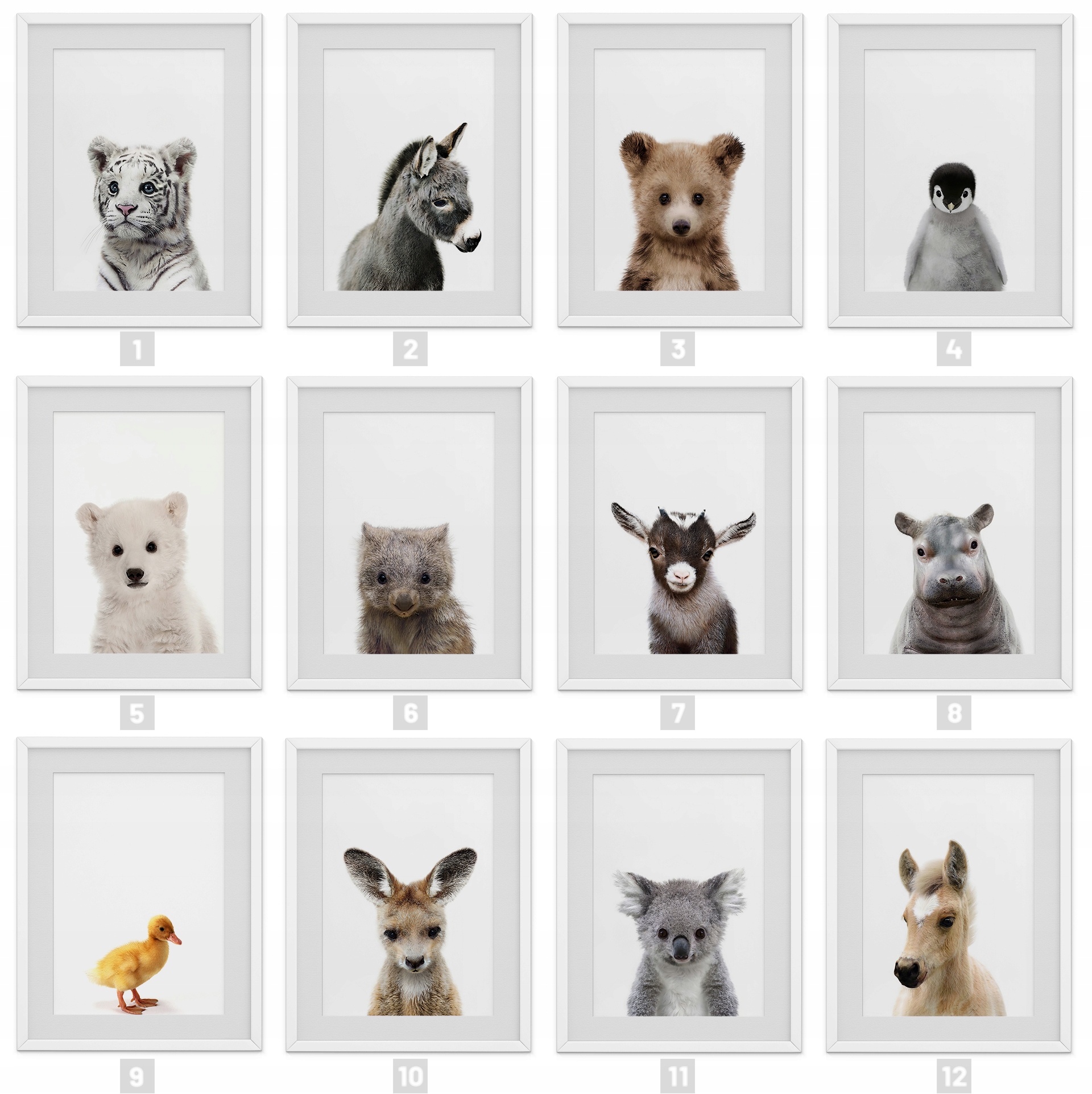 Portrety Zwierząt Dla Dzieci Szop Lis Owieczka Miś