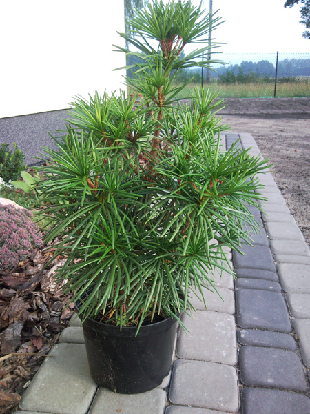 Сосница японская красотка сверх временного