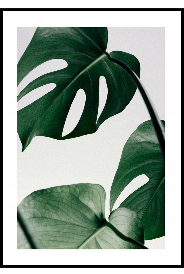 

30x40 Plakat botaniczny monstera, modny, rośliny