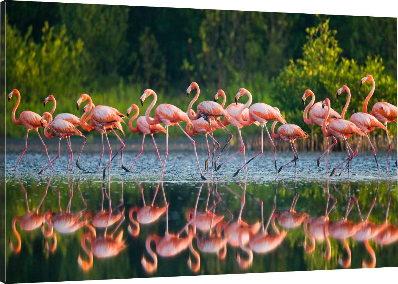 

Obraz Na Płótnie Flamingi Nad Wodą 70x50 980 Wz