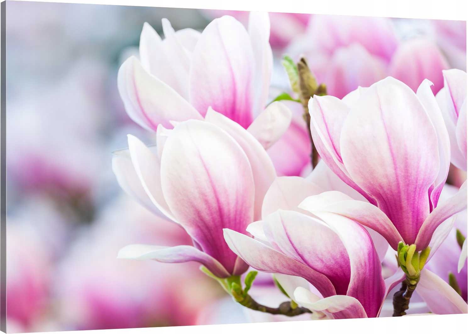 

Obraz Na Płótnie Do Salonu Magnolia Kwiaty 120x80