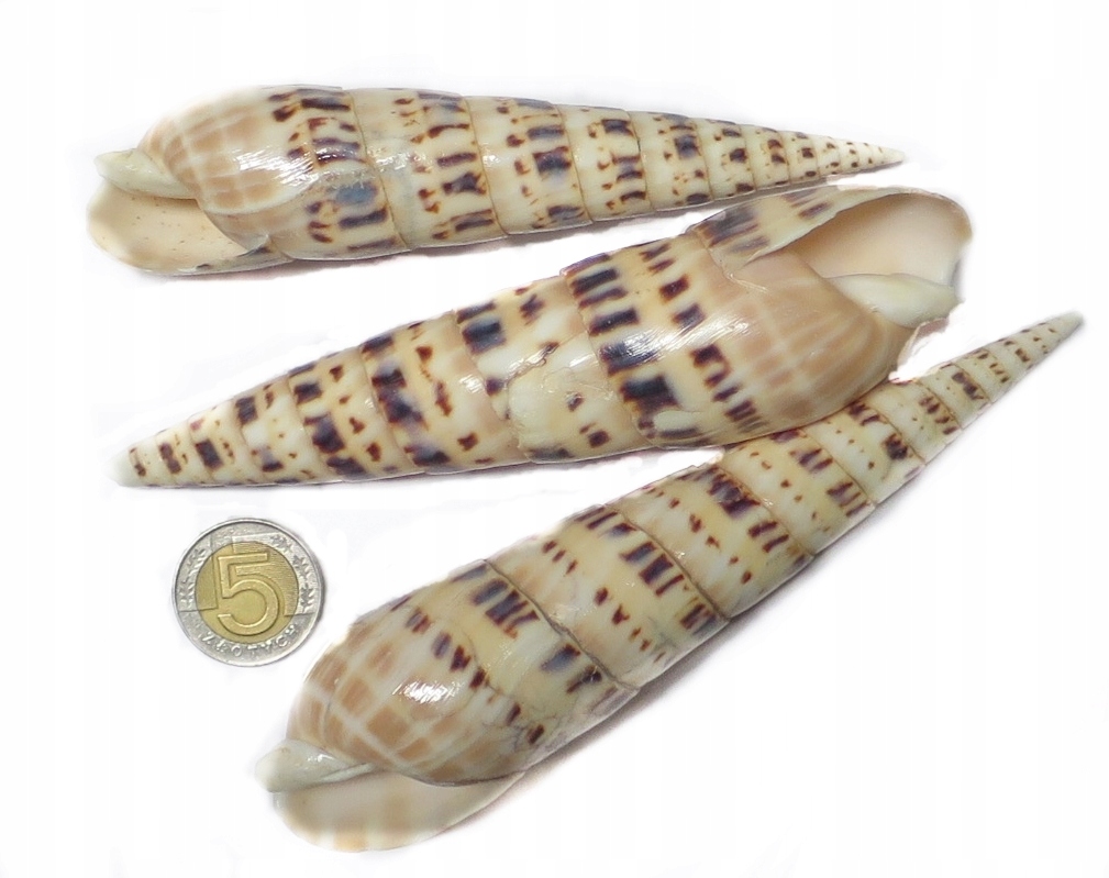 

Muszelki z wakacji Duże Muszle Ozdobne 15CM