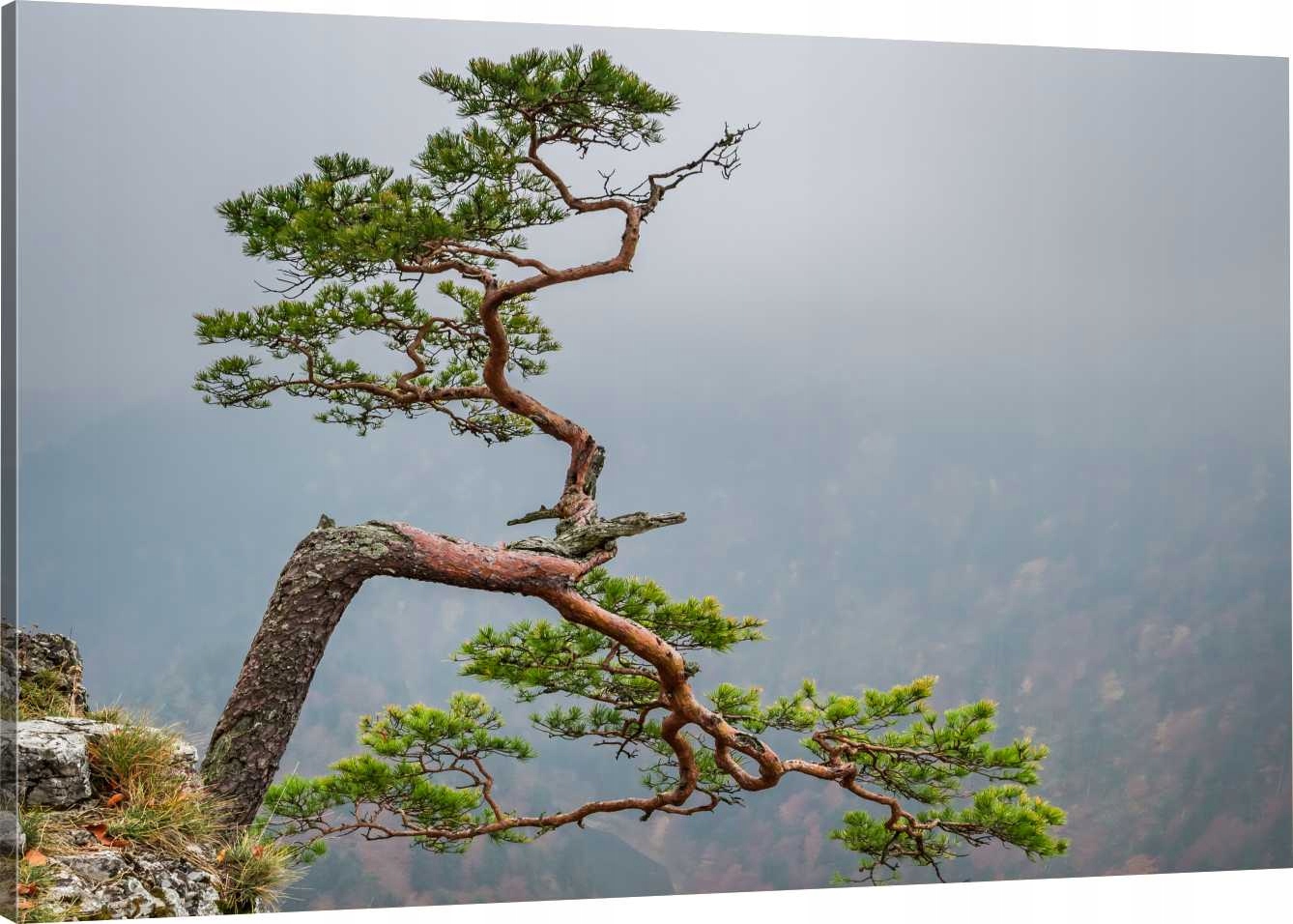 

Obraz Na Płótnie Sokolica Pieniny 90x60 980 Wzorów