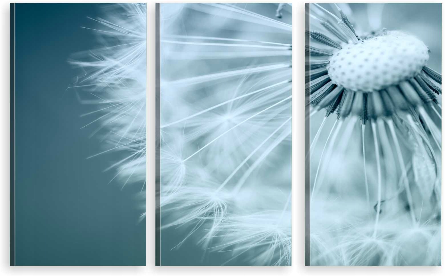 

Tryptyk Obraz Na Ścianę Dmuchawiec 800 Wzorów