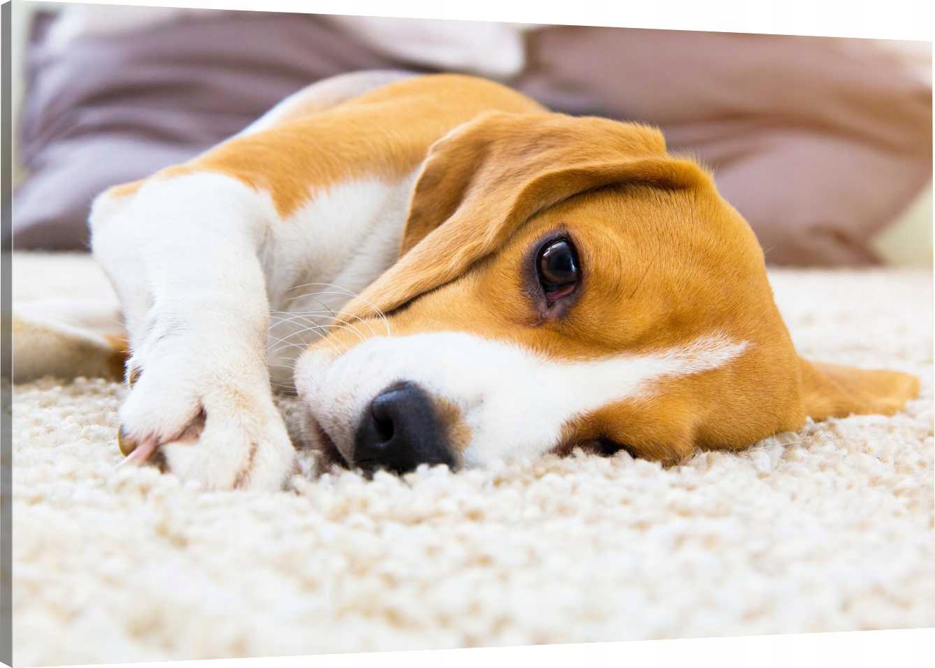 

Obraz Na Płótnie Beagle Pies Pupil 110x70 980 Wz