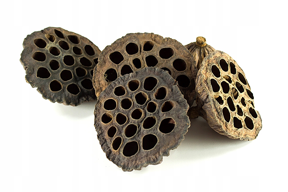 

Lotos Lotus duży susz egzotyczny 8-10 CM Ładny