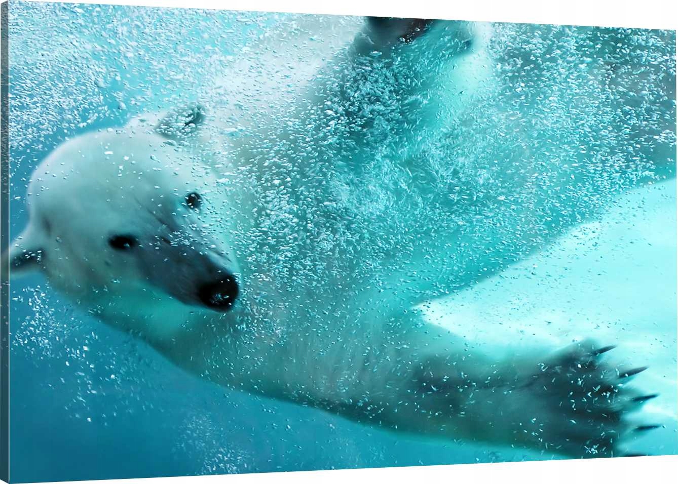 

Obraz Na Ścianę Miś Polarny W Wodzie 110x70