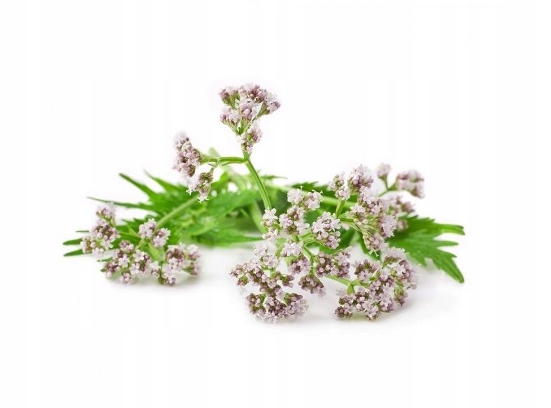 

Waleriana Bio 15g susz do waporyzacji