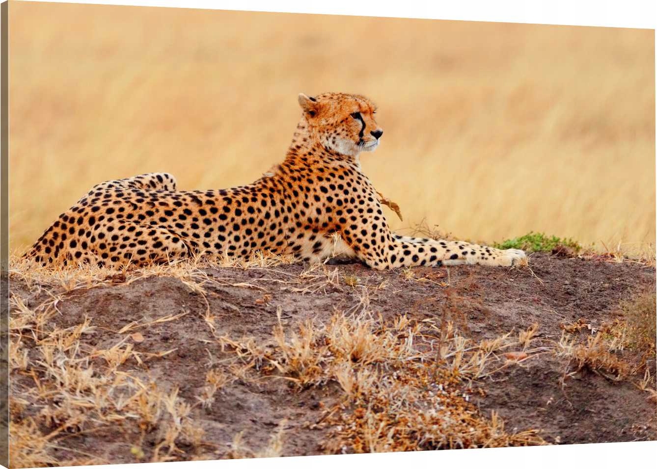 

Obraz Na Płótnie Leopard Afryka 100x70 980 Wzorów