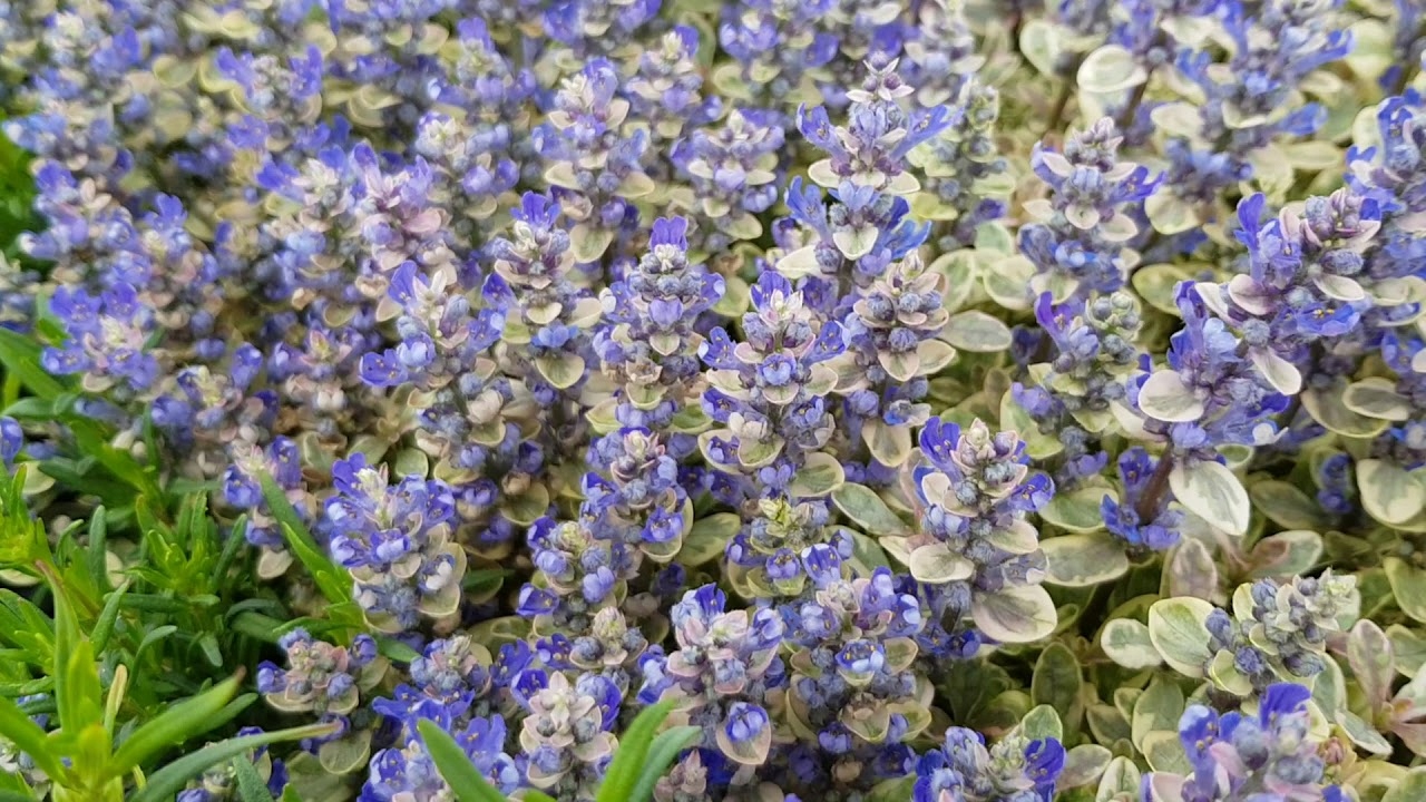 DĄBRÓWKA ROZŁOGOWA PRINCESS NADIA SADZONKI