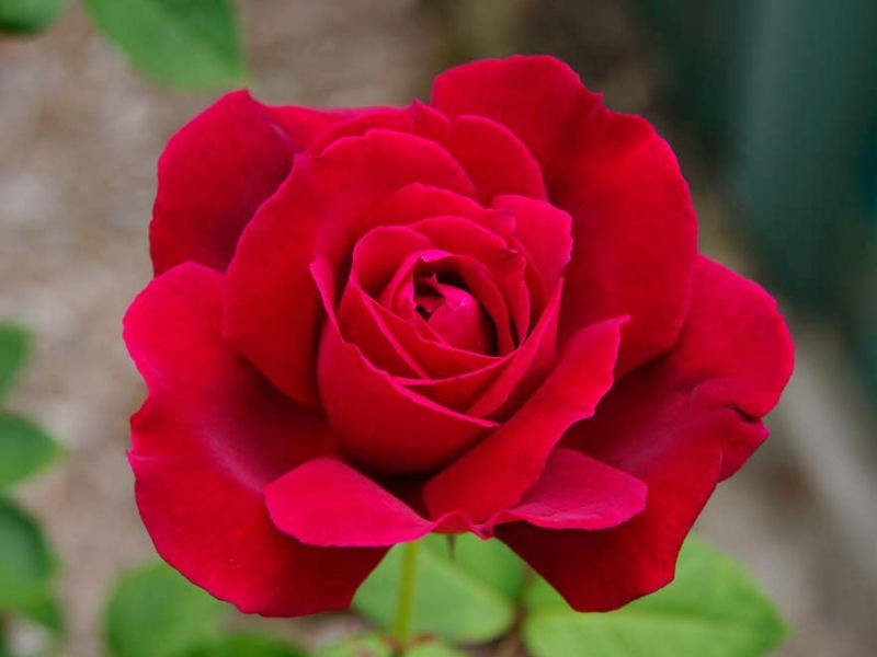 RÓŻA 'rosa' pnąca Muszimara