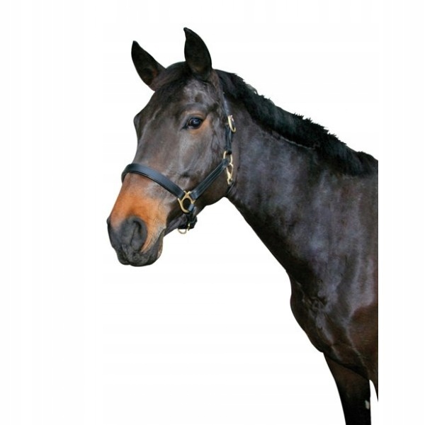 Kantar skórzany Czarny dla koni zimnokrwistych Kantar dla konia Covalliero