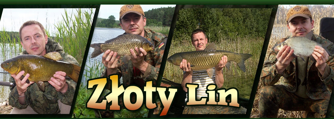 Sygnalizator Hanger Delphin CSW-II kolor zielony Kod producenta 900021423