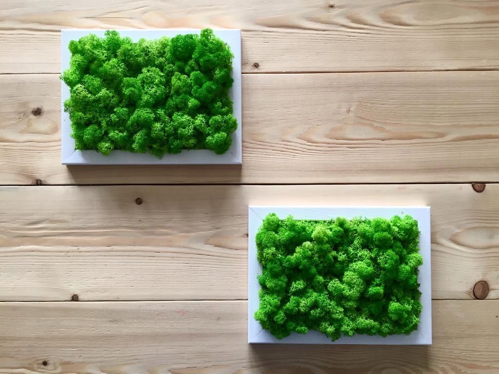 Ramka z Mchem obraz chrobotek obraz z mchu Marka bez marki