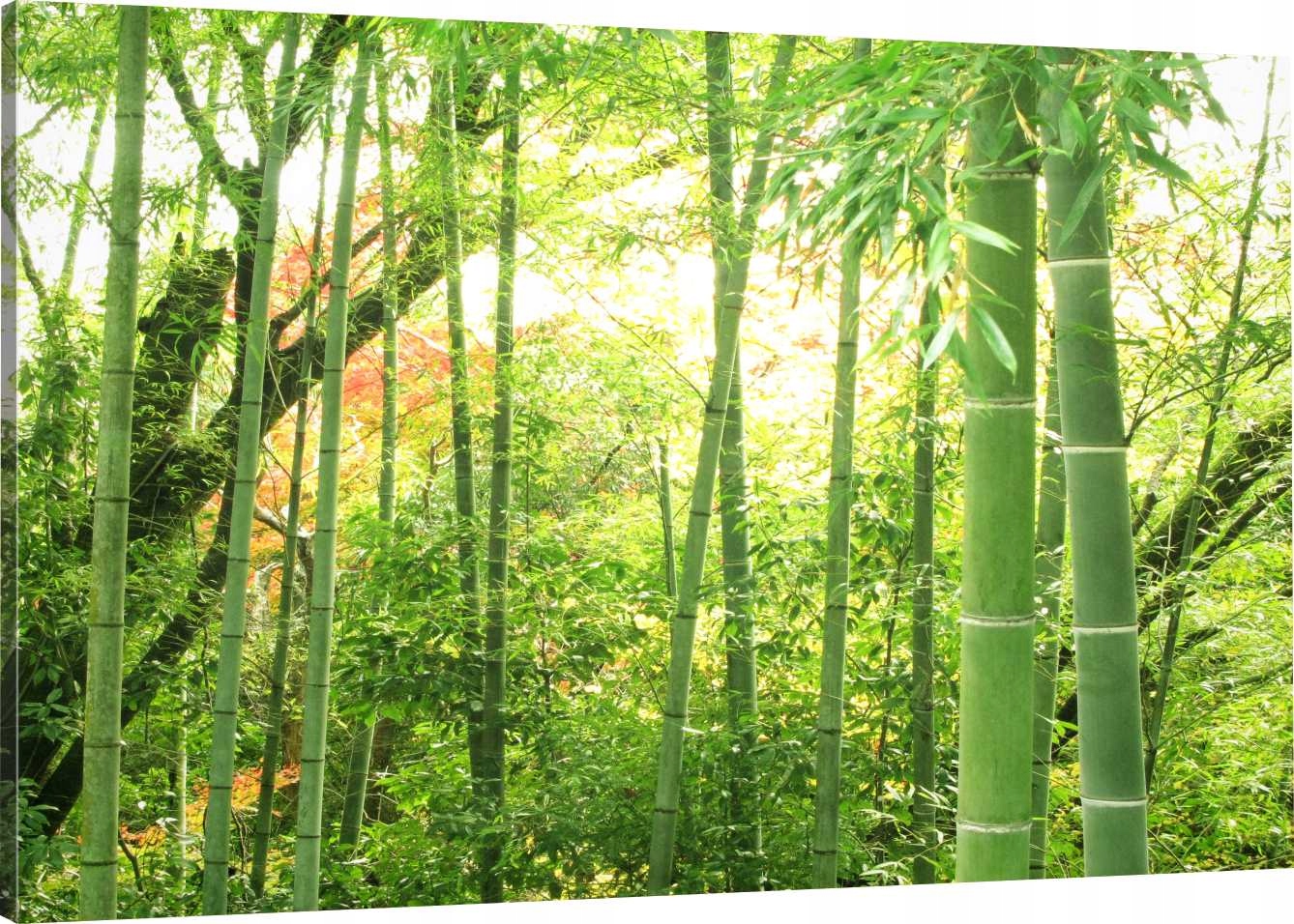 

Obraz Na Płótnie Las Bambusowy 120X80 800 Wzorów