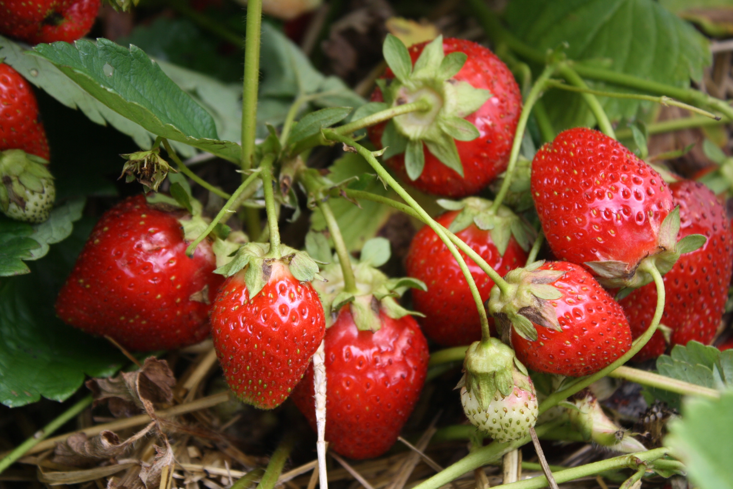NAWÓZ 5kg BORÓWKI MALINY TRUSKAWKI BORÓWEK AGRESTU Rodzaj nawozu wieloskładnikowy