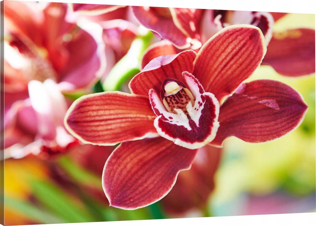 

Obraz Na Płótnie Czerwona Orchidea 110x70 980 Wz