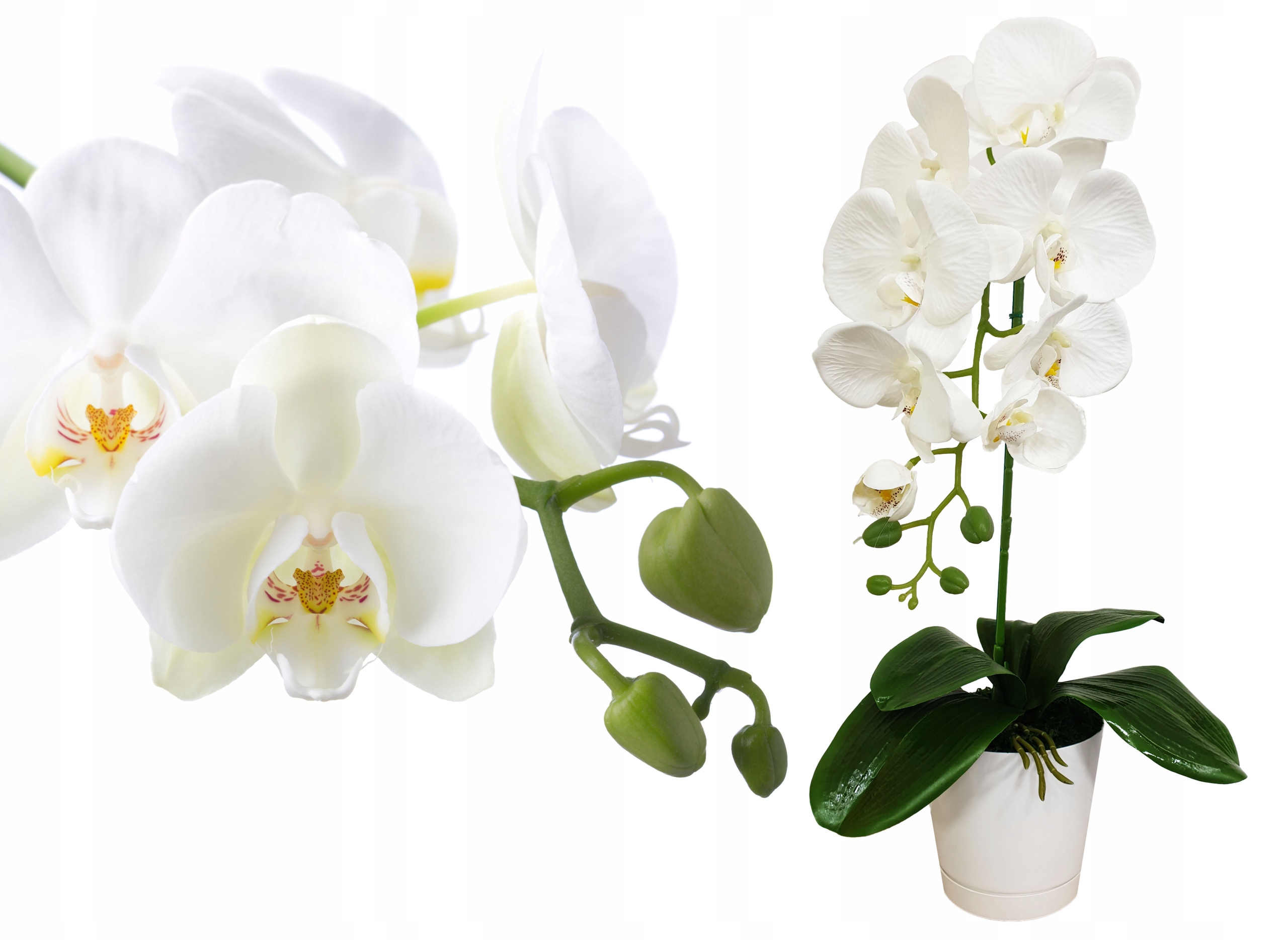 

Storczyk Sztuczny Storczyki Kwiat Orchidea Kwiaty