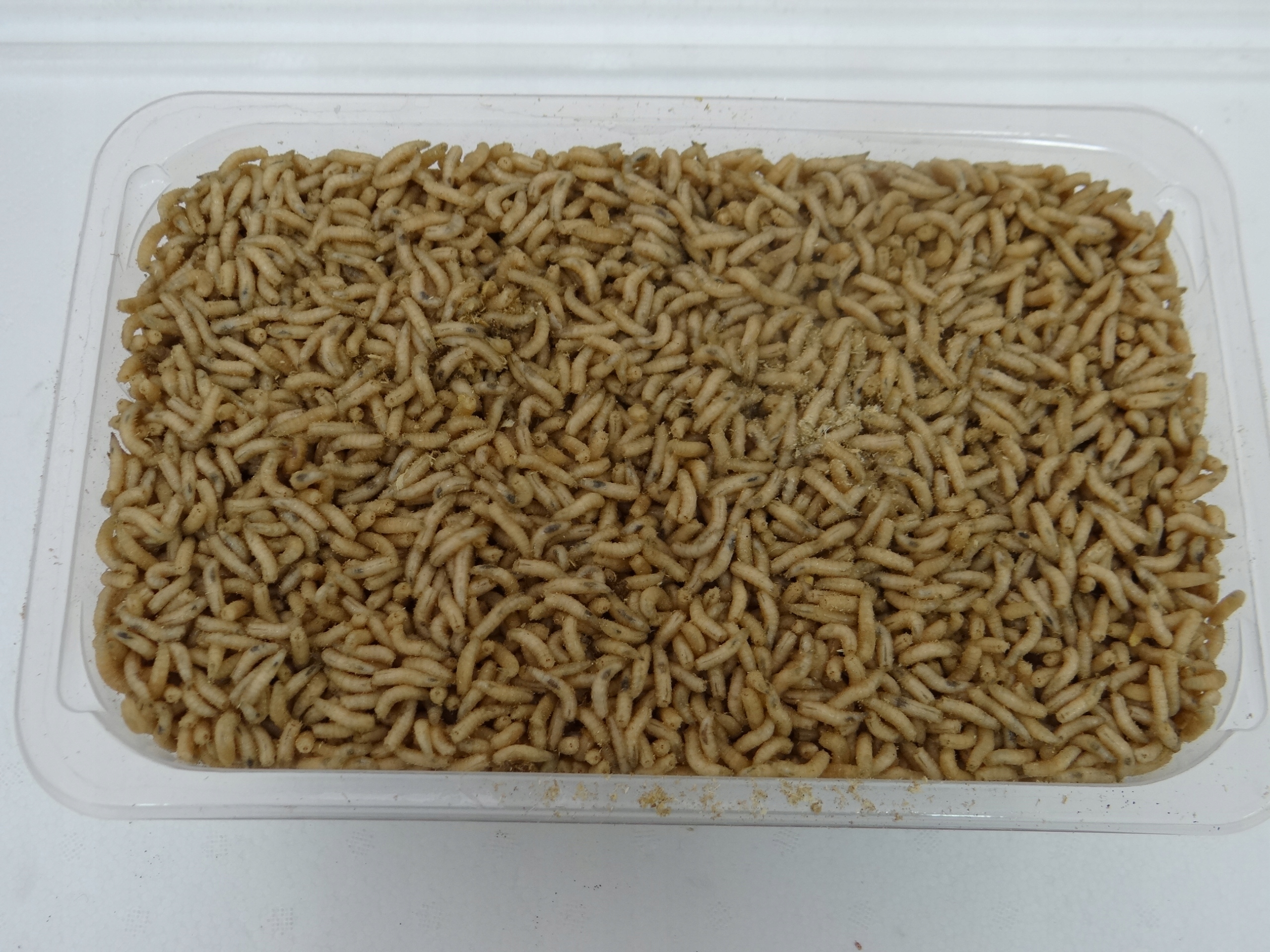 Robak biały 0,5 litra