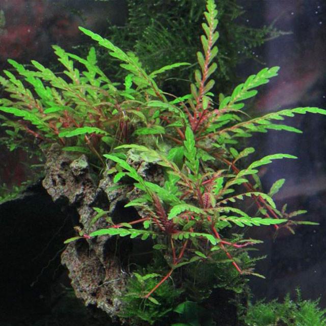 Hygrophila pinnatifida корзина продвижение