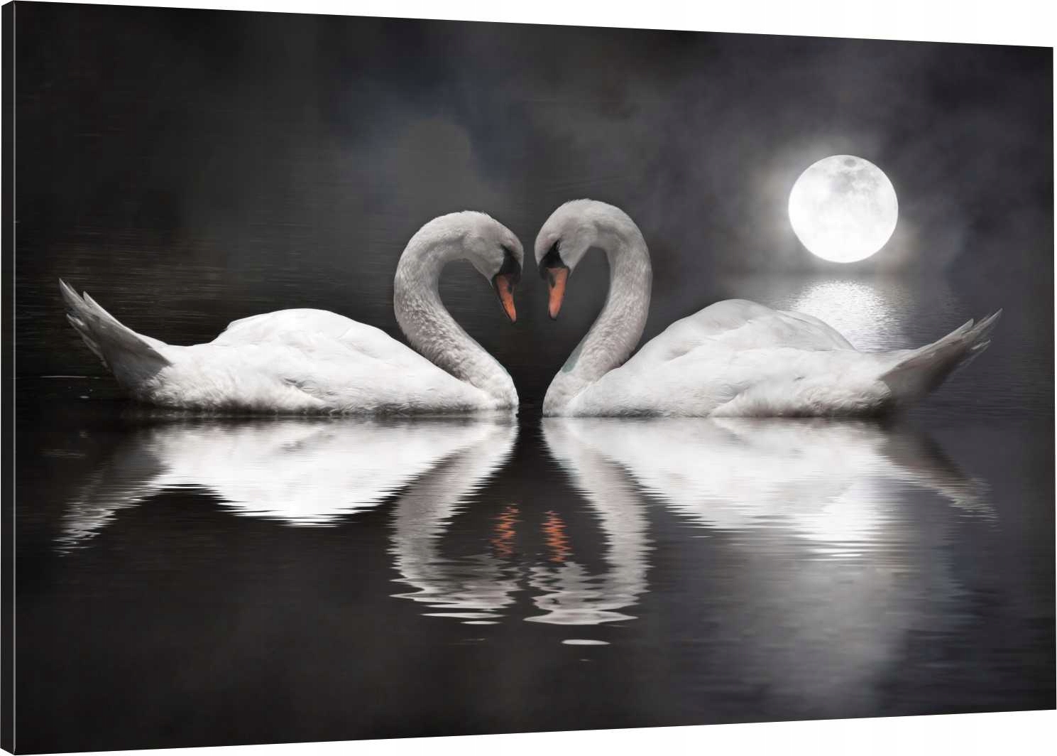 

Obraz Na Płótnie Do Salonu Łabędzie Serce swans