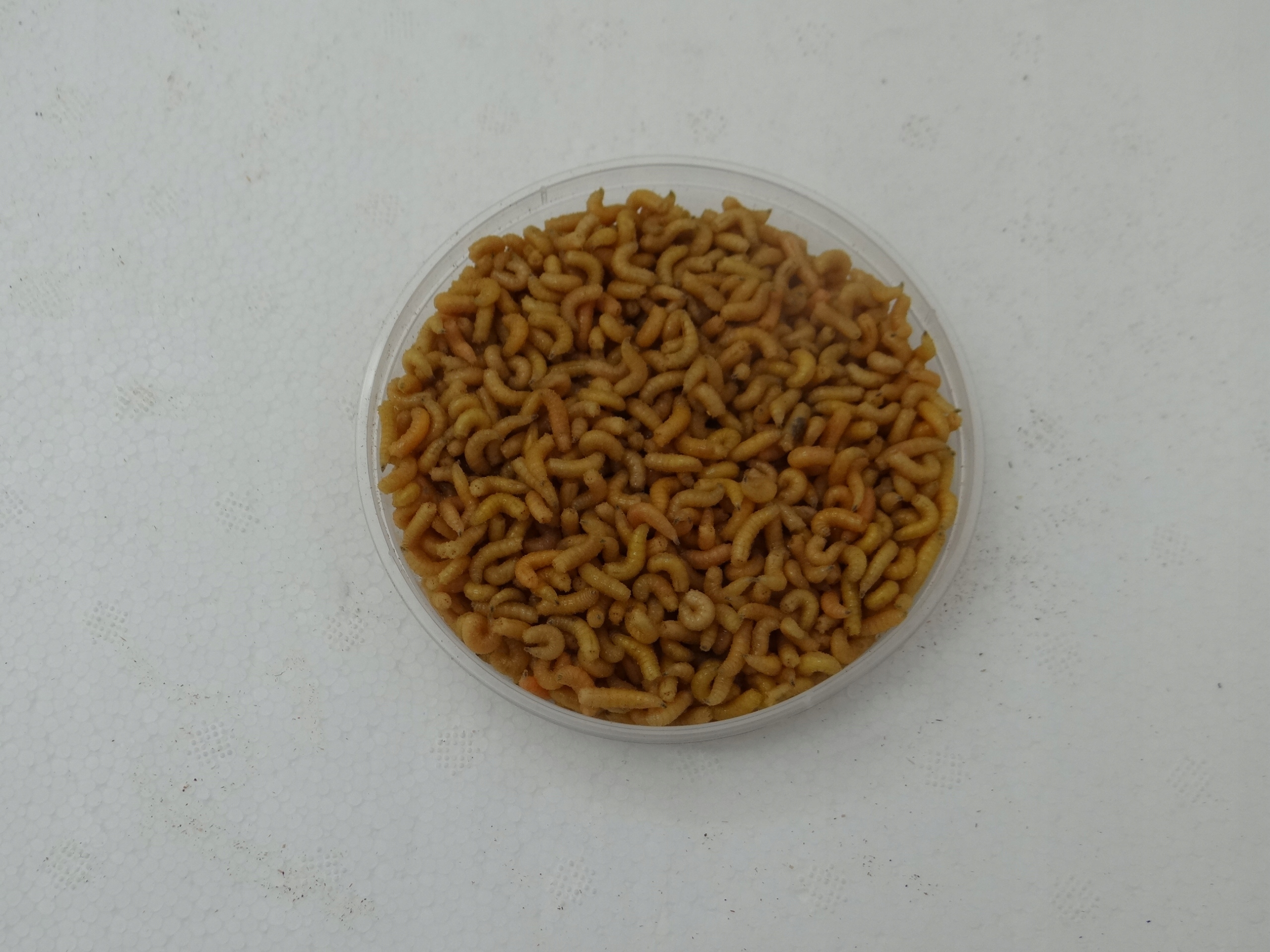 Robak pinka żółta ok. 100ml opakowanie