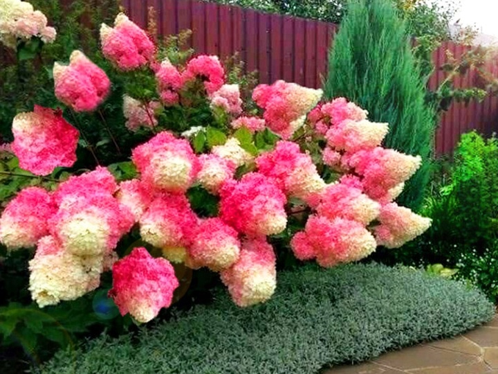 Королева гортензии REHNY VANILLE FRAISE красивые плотные