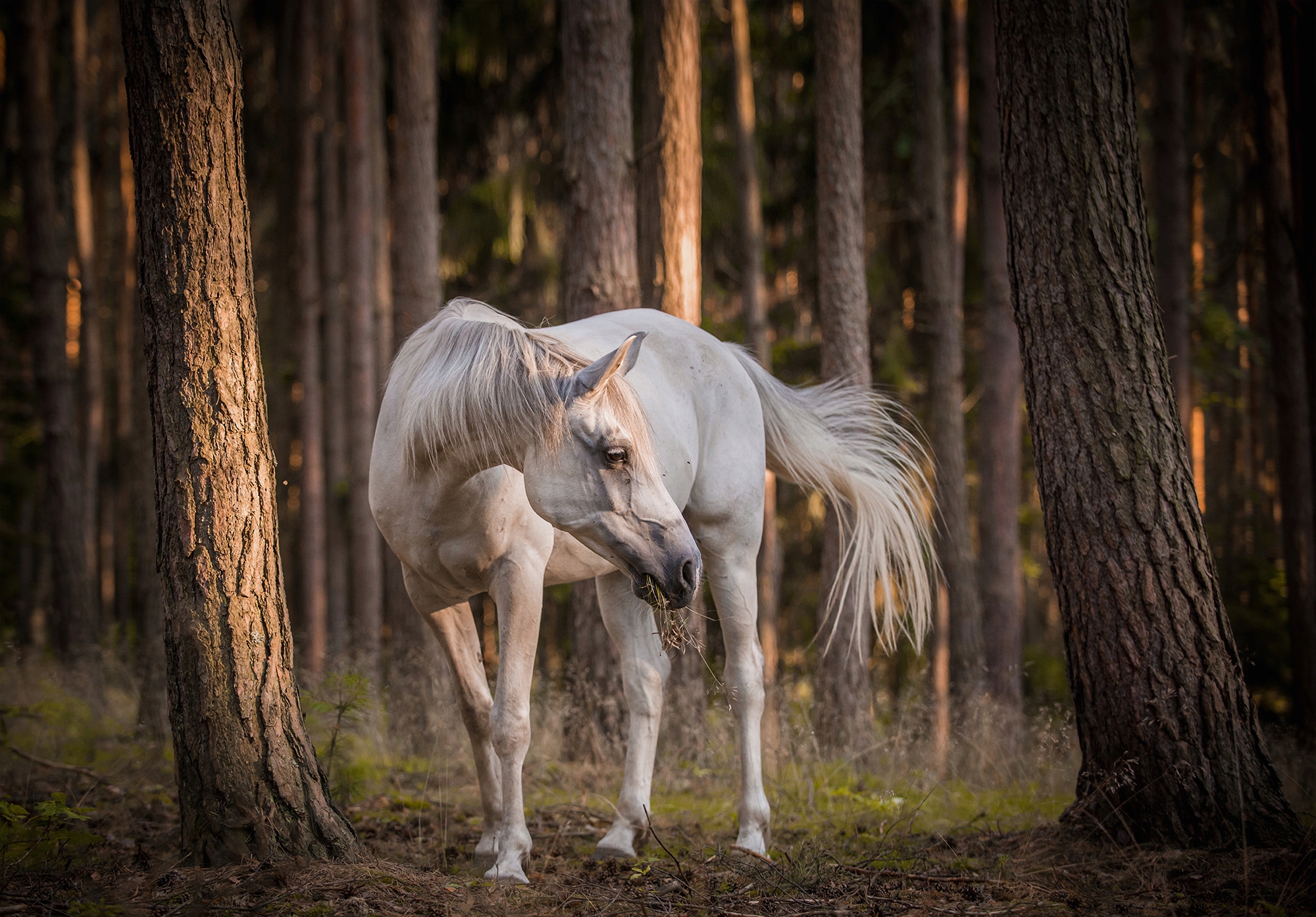 Fototapeta Bílý kůň v lesní mlze s paprsky stromů 416x290 lepidlo