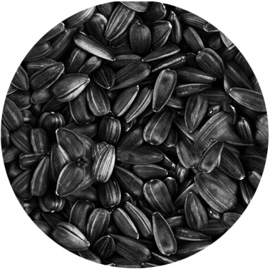 CZARNY SŁONECZNIK ZIARNO POKARM KARMA MIESZANKA DLA PTAKÓW NA ZIMĘ 1KG Marka No Pest