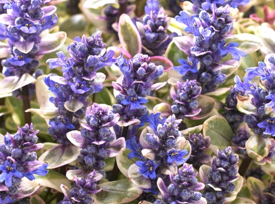 DĄBRÓWKA ROZŁOGOWA PRINCESS NADIA SADZONKI Kod producenta 5904172841988