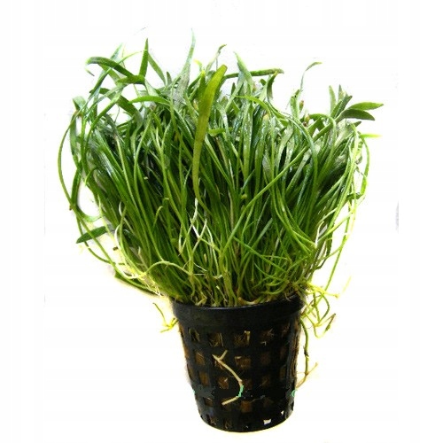 Lilaeopsis brasiliensis na TRAWNIK akwa_fa
