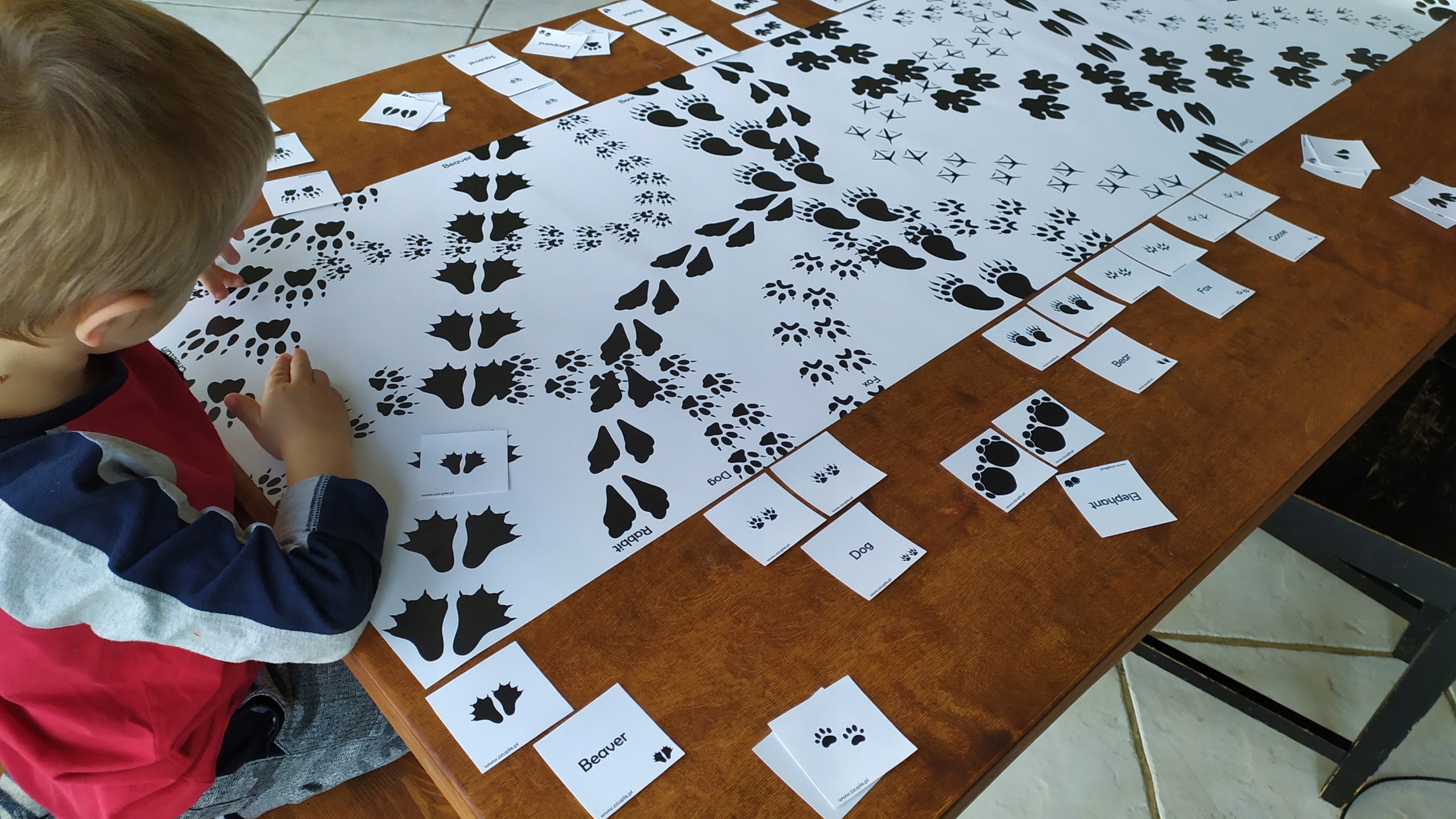 Mata Montessori i 72 tafle ślady zwierząt, łapy Tytuł Mata i tafle: Footprints