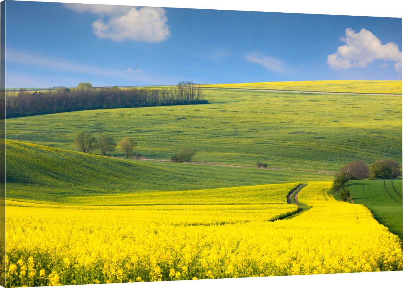 

Obraz Na Płótnie Pole Rzepak Wieś 90x60 980 Wzorów