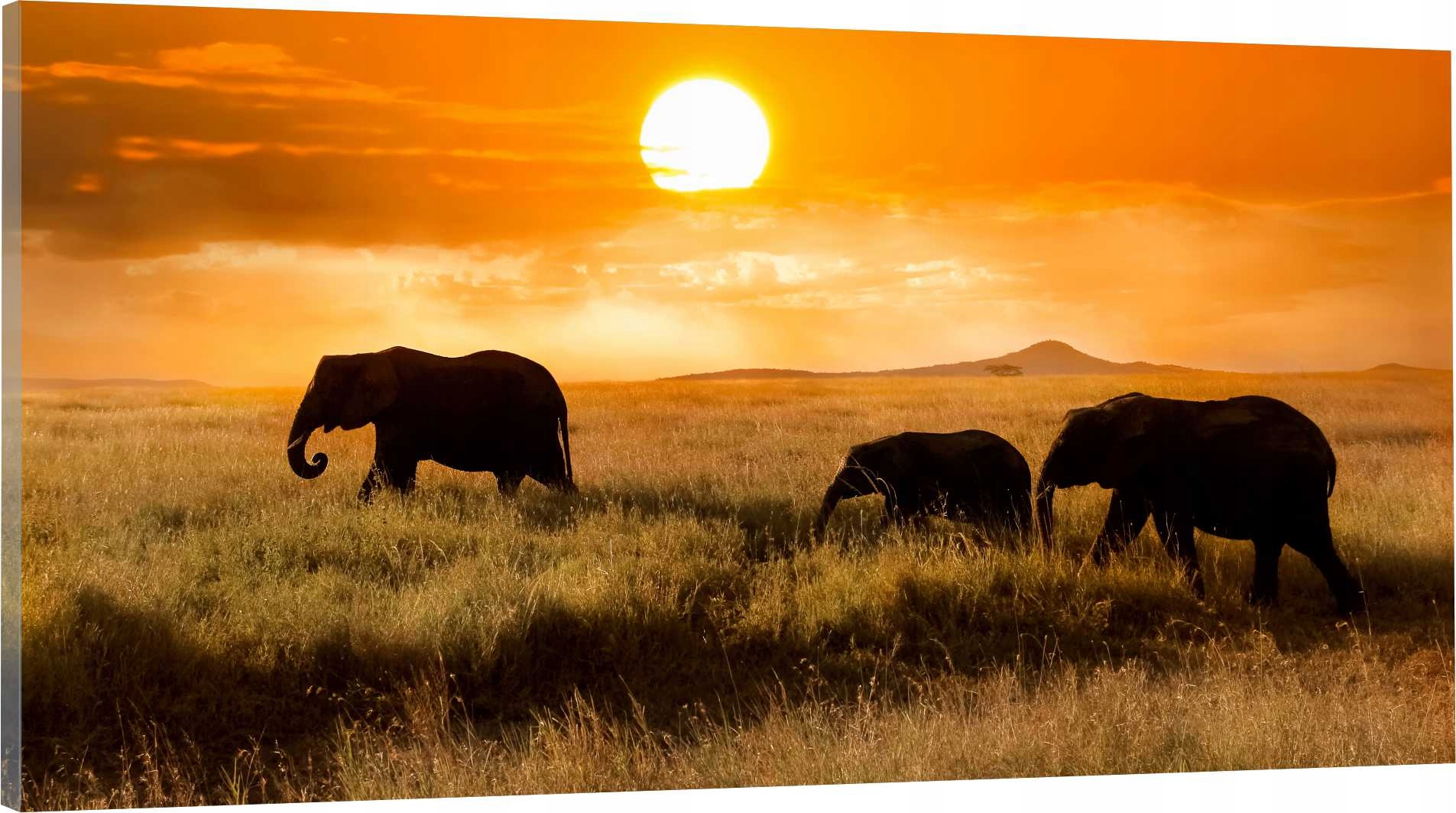 

Obraz panorama do salonu sypialni Afryka 120x60