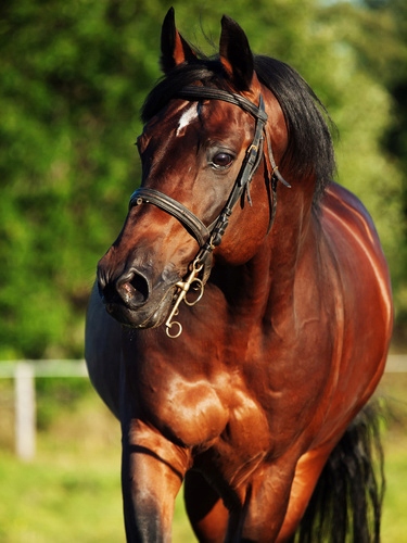 

Fototapeta 3D Pion Koń Konie Zwierzęta