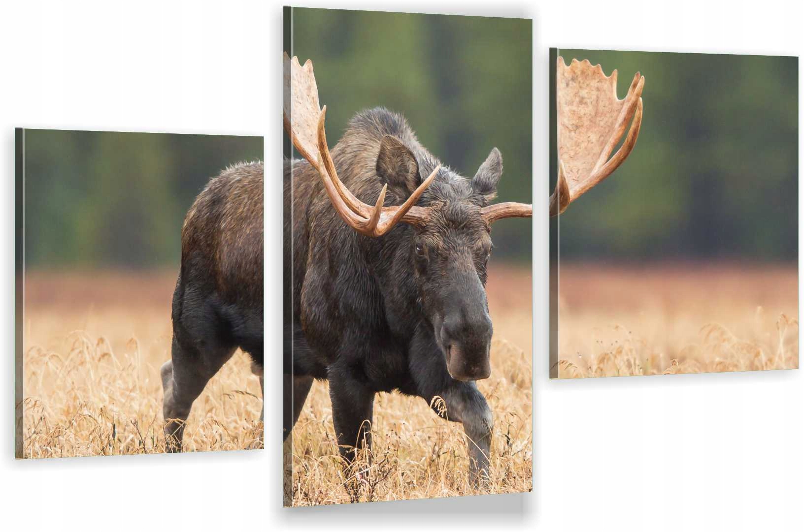 

Tryptyki Obraz Na Ścianę Łoś Trawa Natura 980 Wz