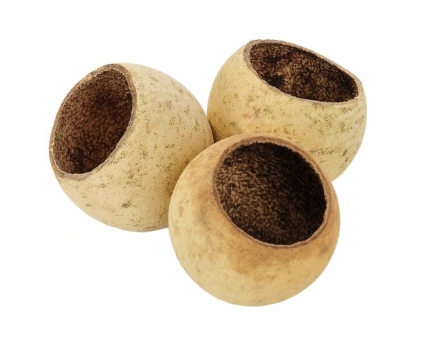 

Makówka 5-8 CM 1SZT Do Terrarium Ozdoba Naturalna