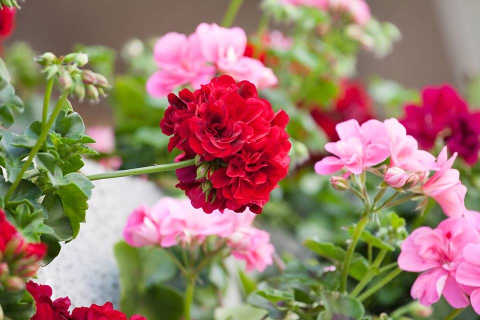 SUBSTRAL NAWÓZ OSMOCOTE BURZA KWIATÓW DO PELARGONII SURFINII FUKSJI 300 G Kod producenta SUBSTRAL NAWÓZ BURZA KWIATÓW OSMOCOTE PUDEŁKO