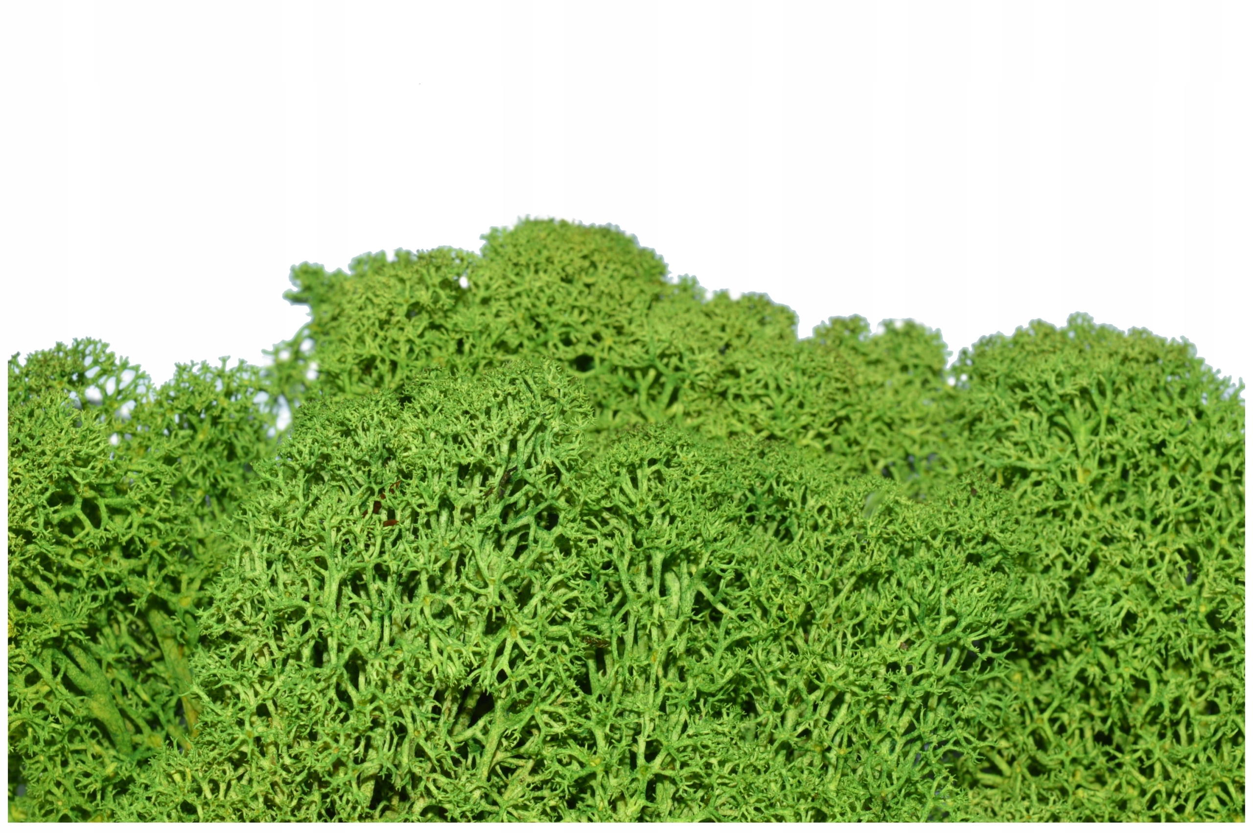 

Mech Żywy Naturalny Las W Słoiku Rośliny 50 g