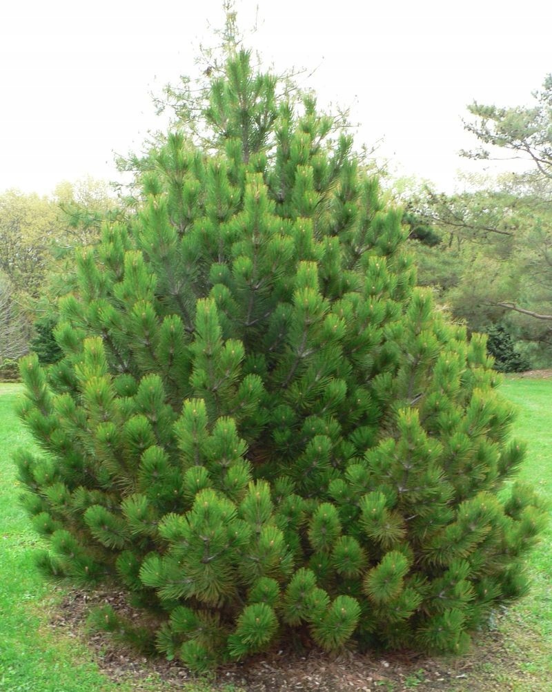 Сосна черный PINUS NIGRA большой рассады горшок P9 60-70 см