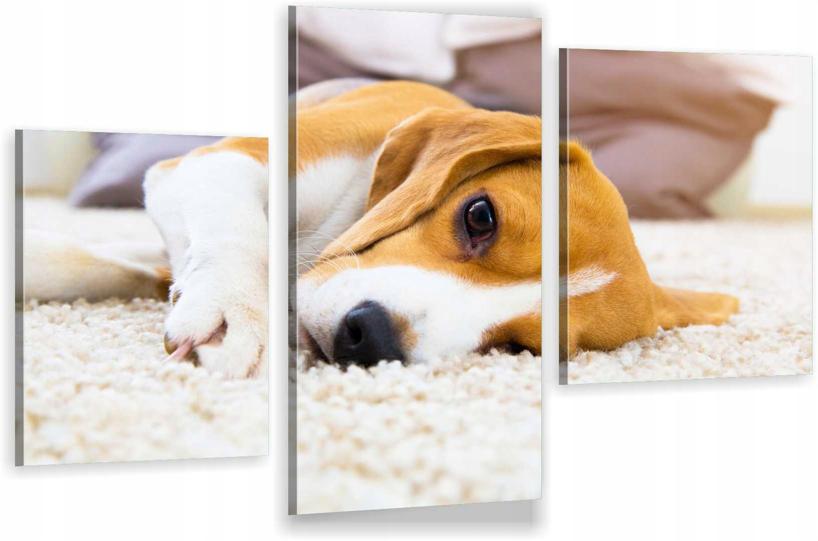 

Tryptyki Obraz Na Ścianę Beagle Pies Pupil 980 Wz