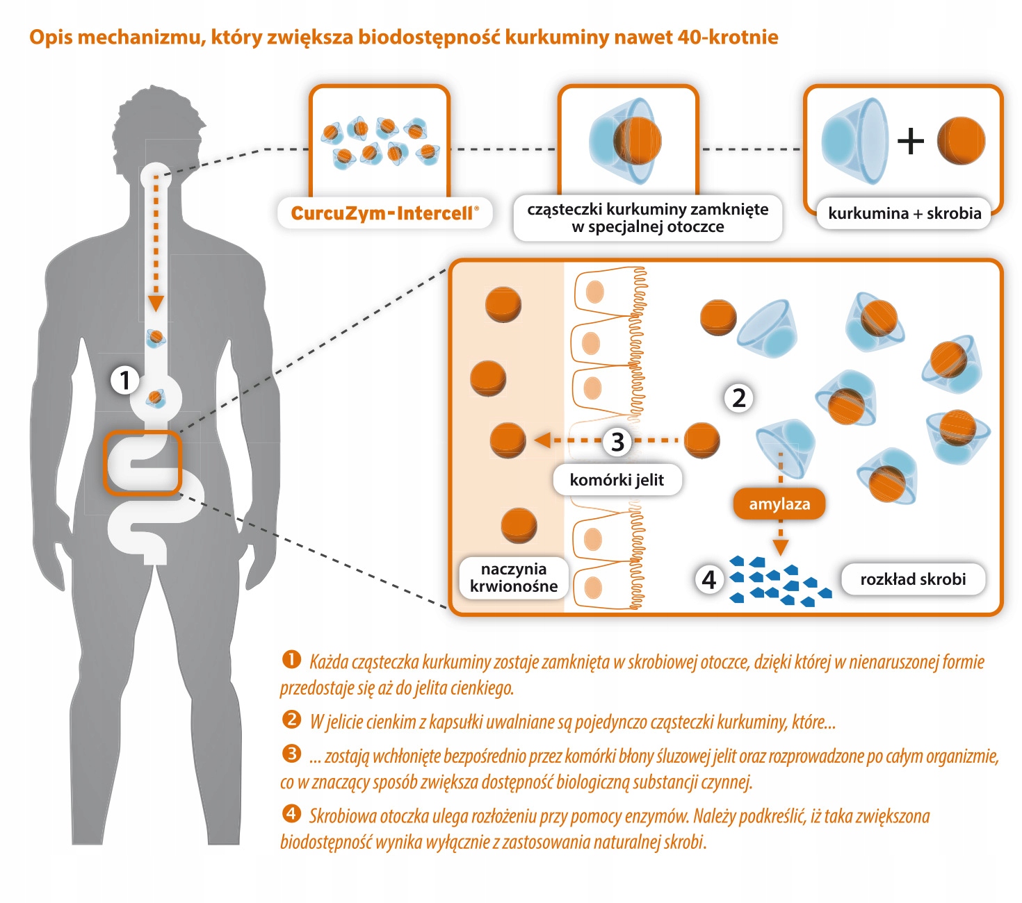 DR. ENZMANN CURCUZYM-INTERCELL KURKUMINA 100 Kaps Cechy dodatkowe bezglutenowy bez laktozy