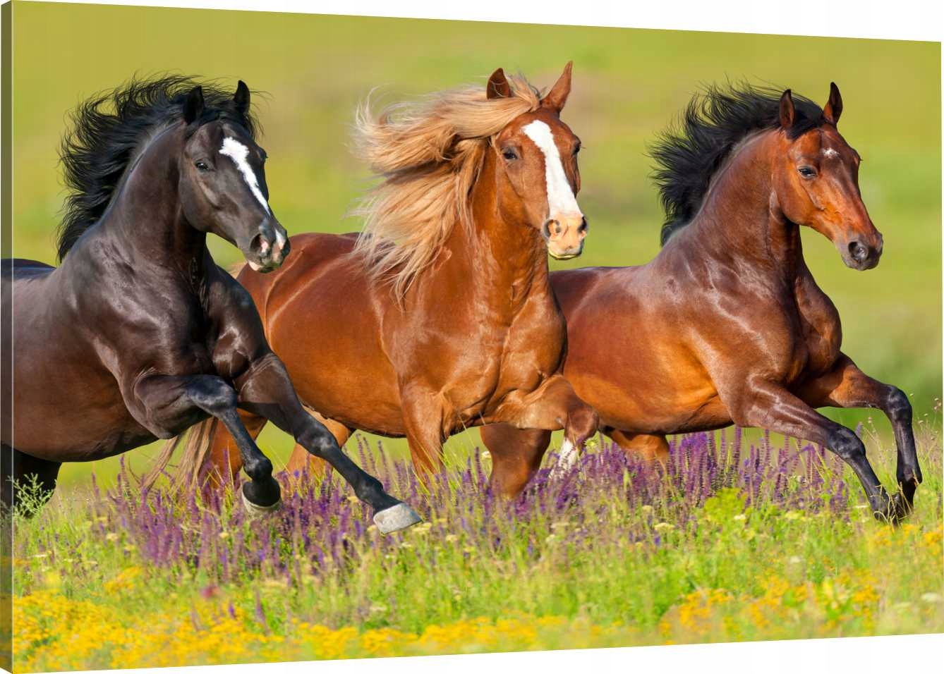 

Obraz Na Płótnie Konie Na Polanie 120X80 800 Wz