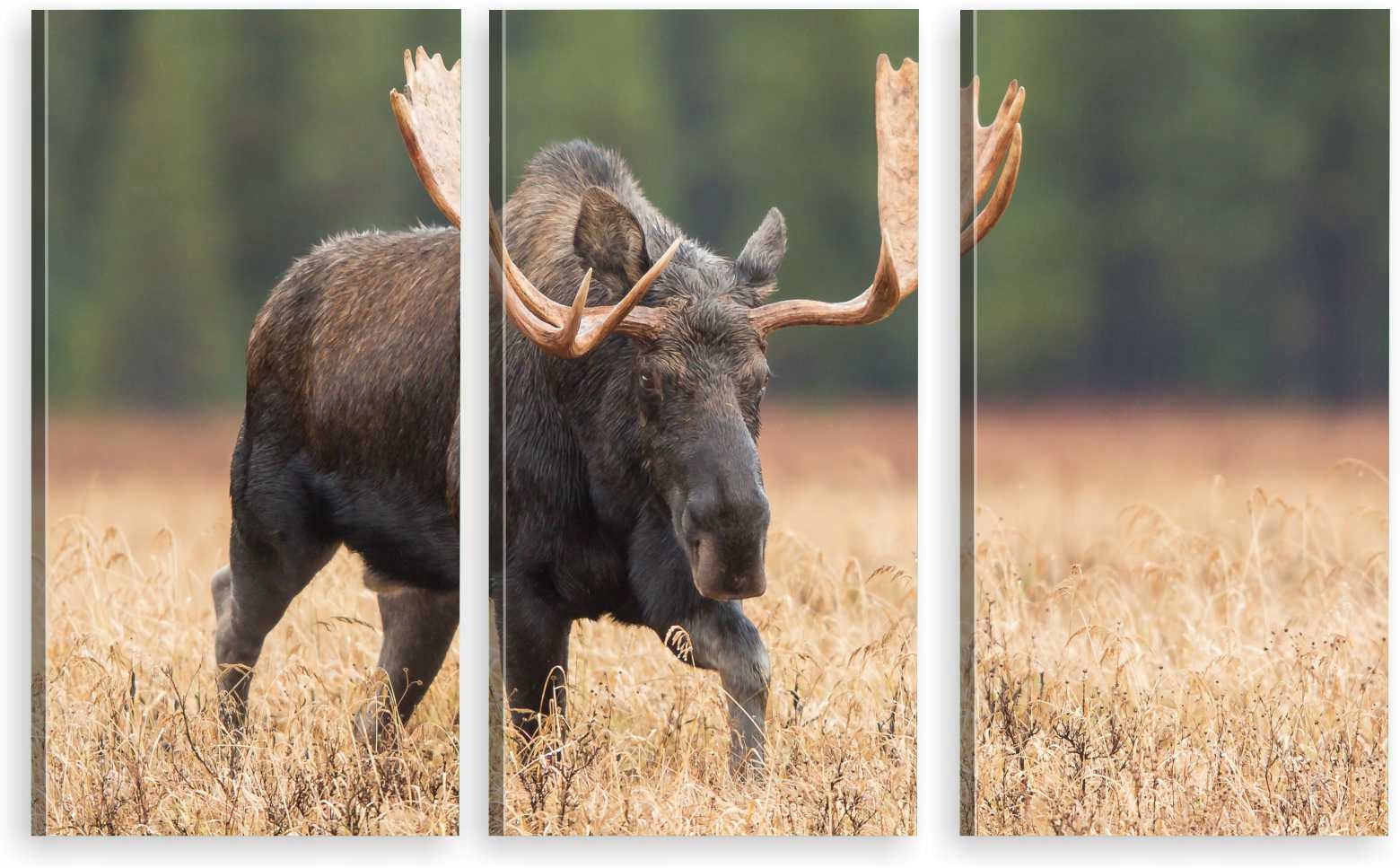 

Tryptyk Obraz Na Ścianę Łoś Trawa Natura 980 Wz