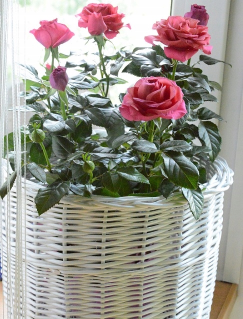 Doniczka wiklinowa Osłonka Donica z wikliny 24 cm Marka Wik-World